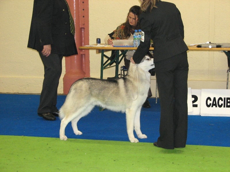 CH. Darwing Des garrigues du loup du canebas
