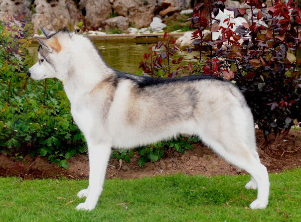 CH. Darwing Des garrigues du loup du canebas