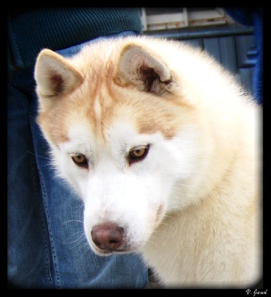 Chaman Des garrigues du loup du canebas