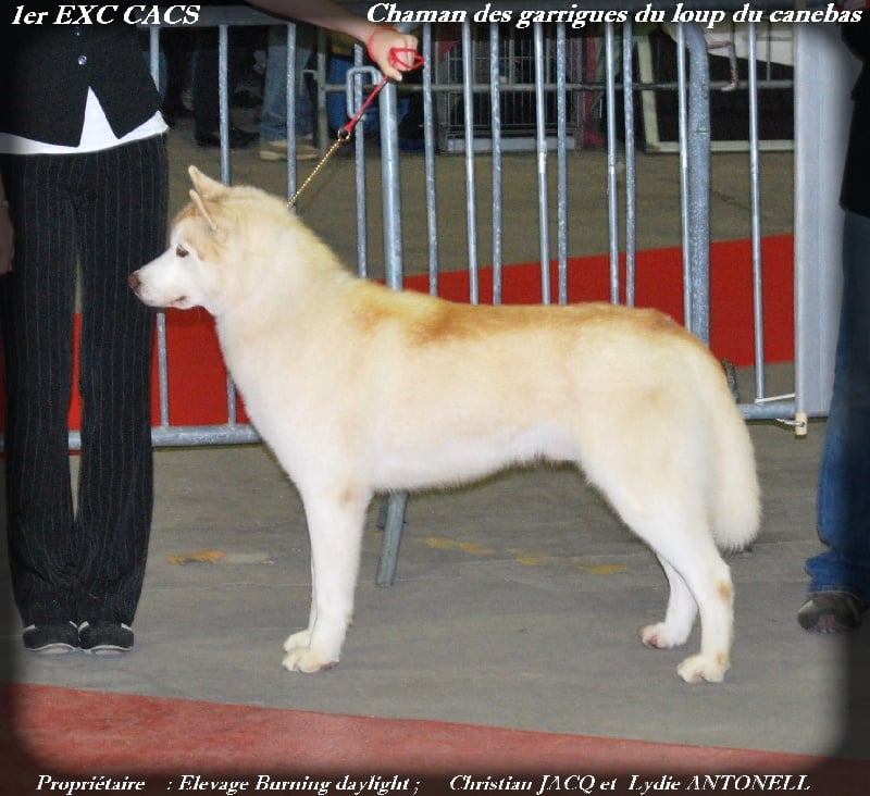 Chaman Des garrigues du loup du canebas