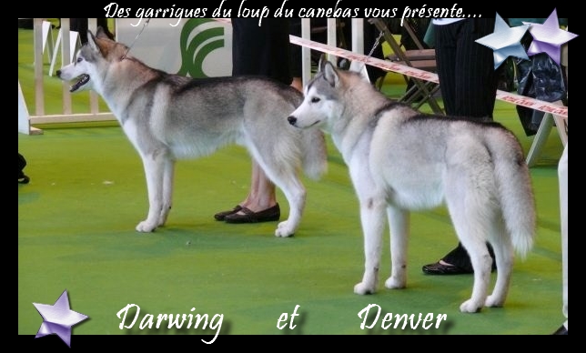 CH. Darwing Des garrigues du loup du canebas