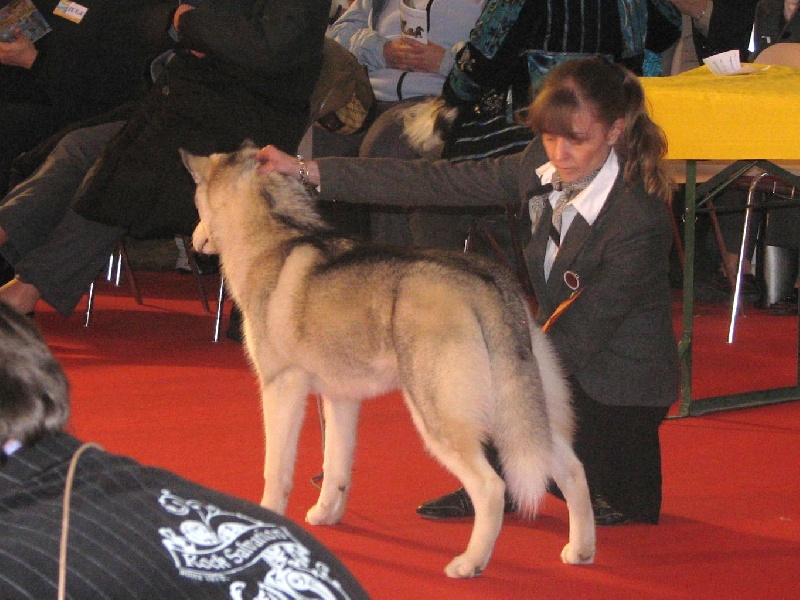 CH. Darwing Des garrigues du loup du canebas