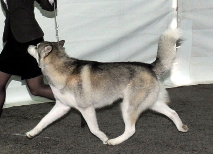 CH. Darwing Des garrigues du loup du canebas