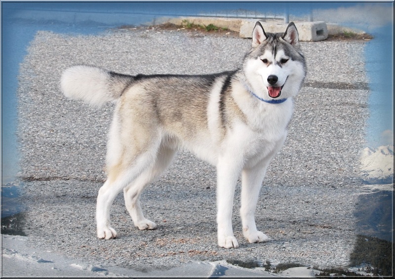 CH. Darwing Des garrigues du loup du canebas