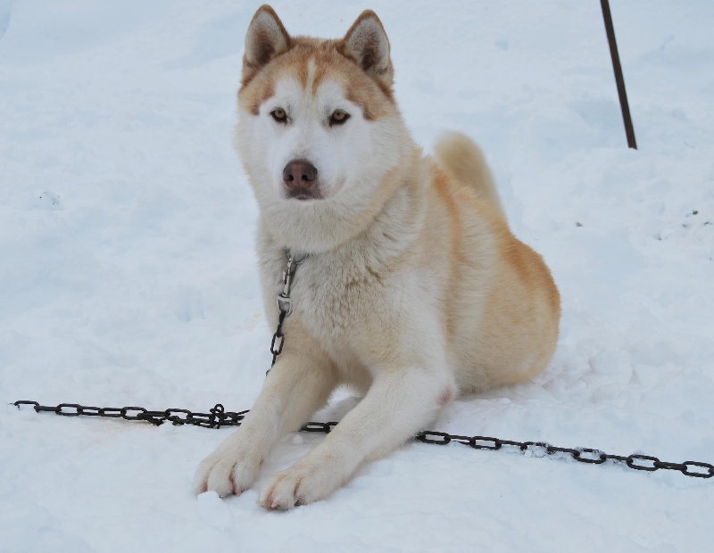 Chaman Des garrigues du loup du canebas