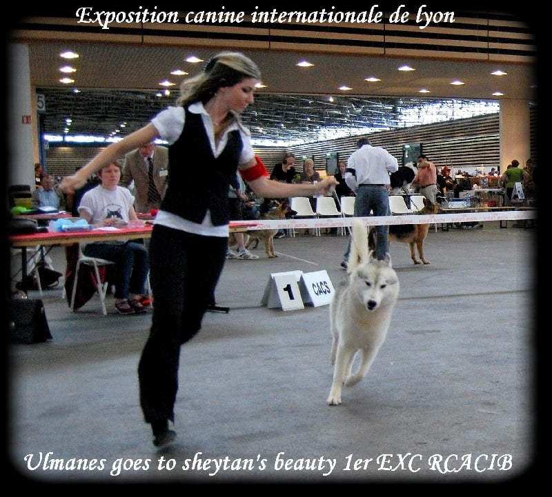 CH. ulmane's Goes to sheytan's beauty - RCACIB