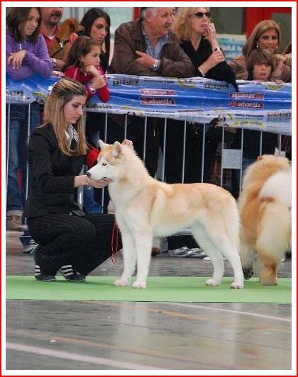 CH. C' kolima Des garrigues du loup du canebas - BOB ,BOG