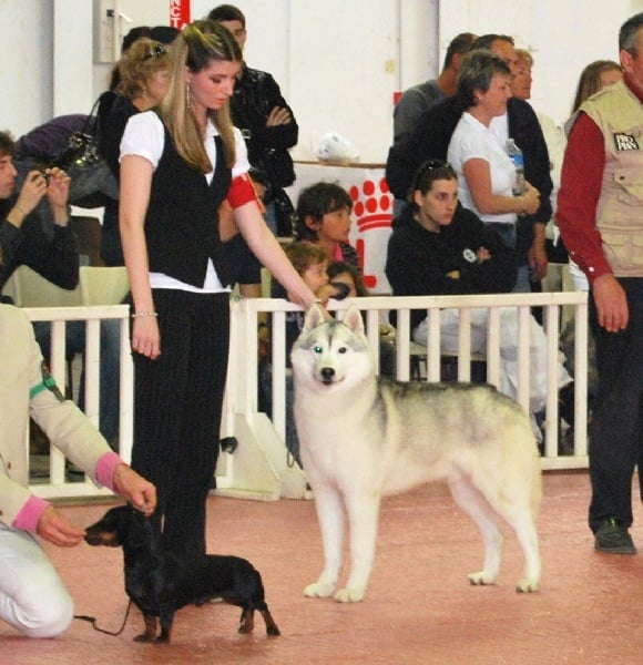 CH. ulmane's Goes to sheytan's beauty - BOB ,BOG