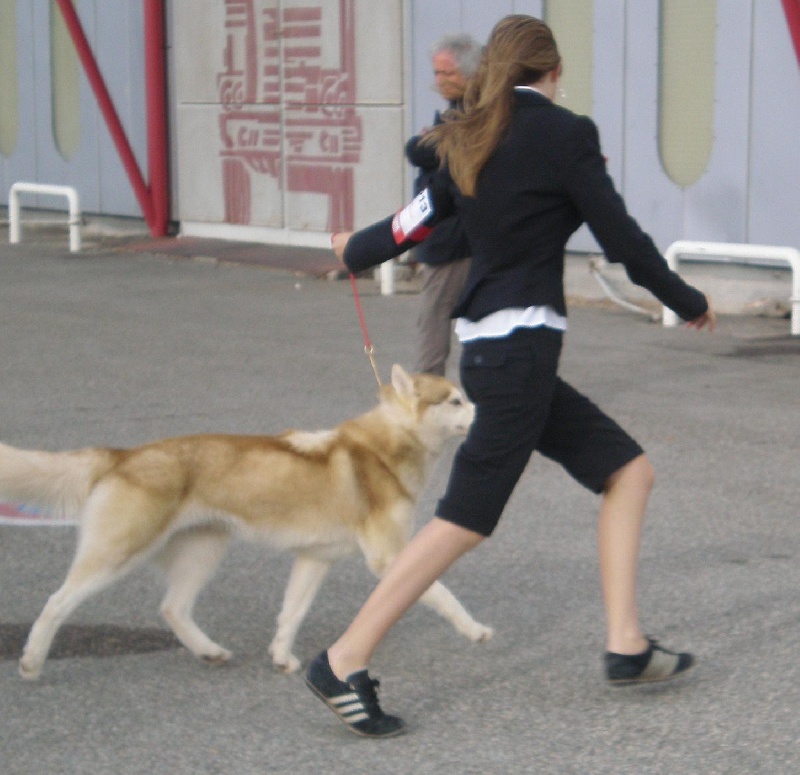 CH. C' kolima Des garrigues du loup du canebas - Meilleur jeune
