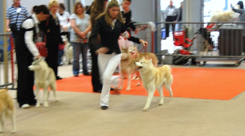 CH. C' kolima Des garrigues du loup du canebas - 2°EXC