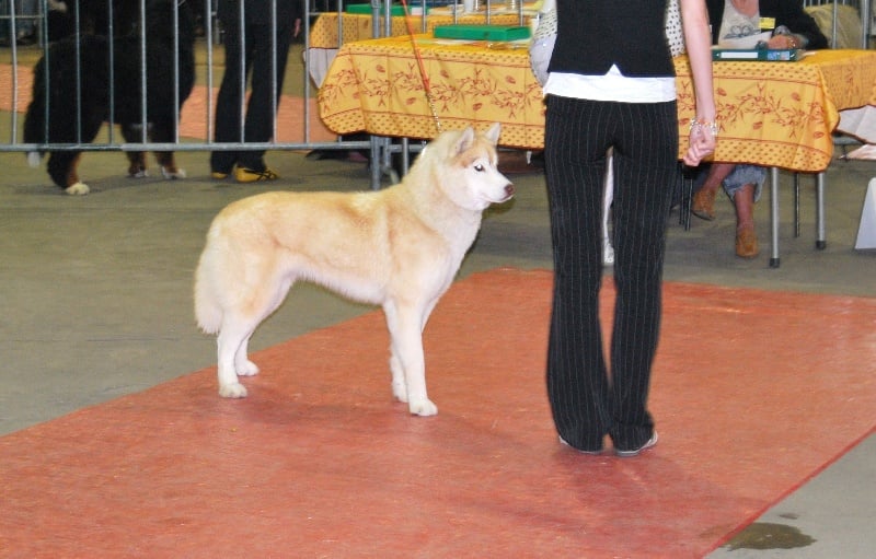 CH. C' kolima Des garrigues du loup du canebas - CACIB BOS