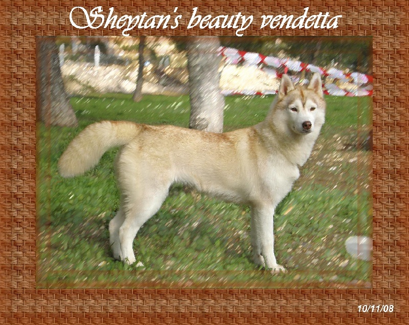 CH. Sheytan's beauty Vendetta - Rcacib