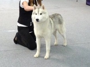 CH. ulmane's Goes to sheytan's beauty - RCACIB