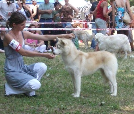 CH. C' kolima Des garrigues du loup du canebas - Meilleur Puppy