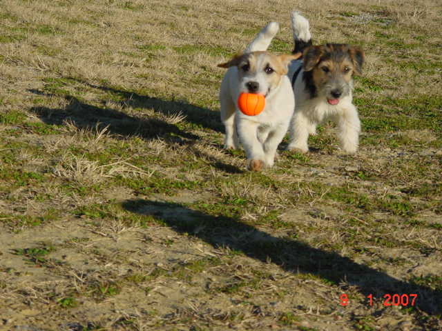 Publication : de la Forêt des p'tits loups