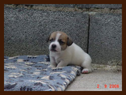 Publication : de la Forêt des p'tits loups