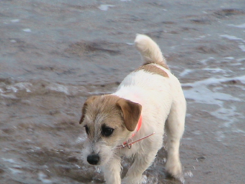 Publication : de la Forêt des p'tits loups