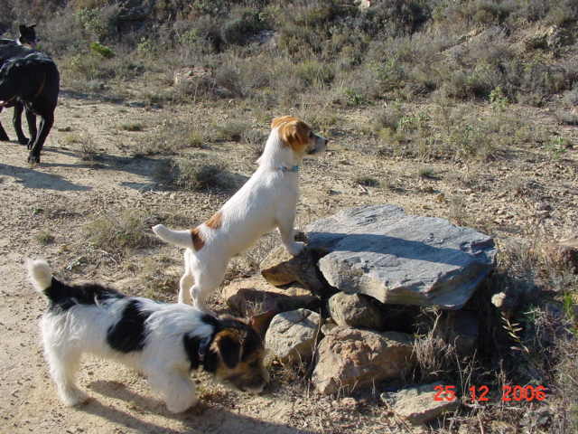 Publication : de la Forêt des p'tits loups