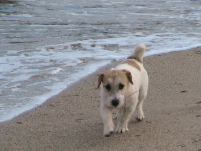 Publication : de la Forêt des p'tits loups