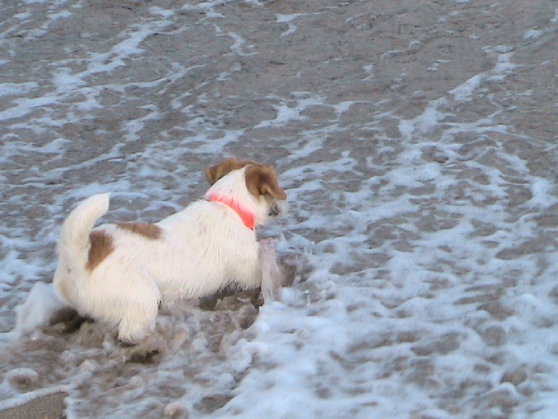 Publication : de la Forêt des p'tits loups