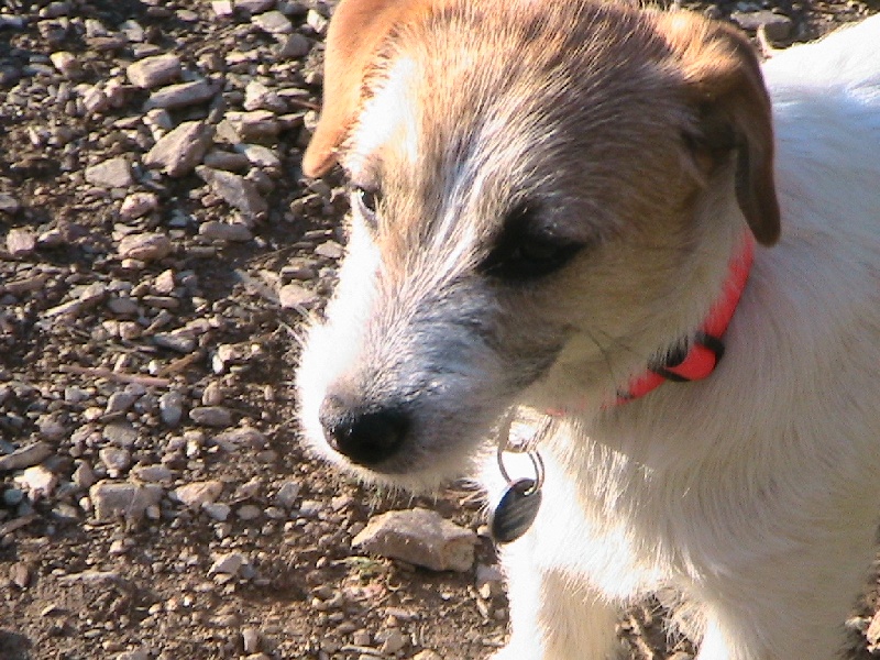 Publication : de la Forêt des p'tits loups