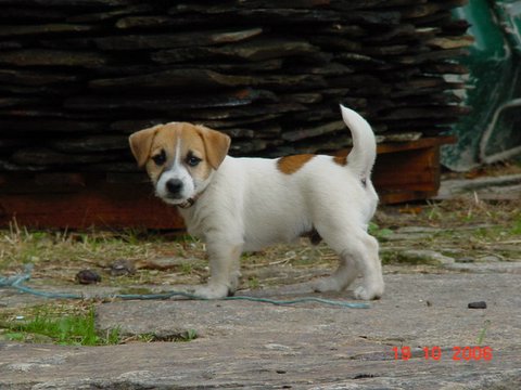 Publication : de la Forêt des p'tits loups