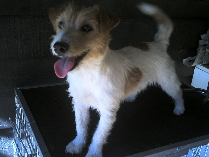 Publication : de la Forêt des p'tits loups