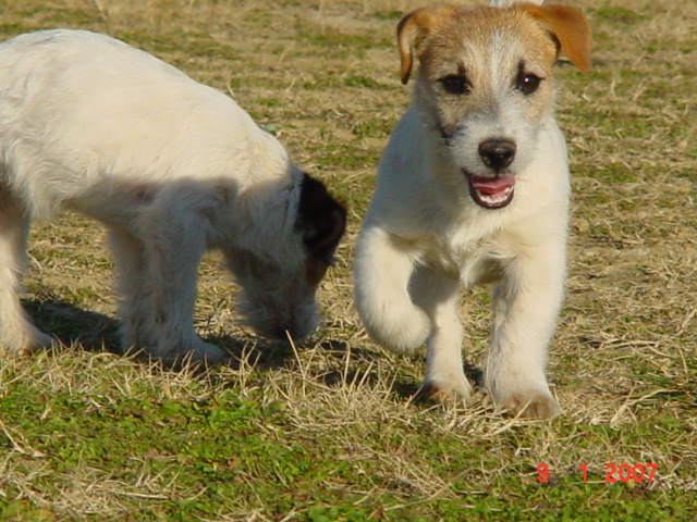 Publication : de la Forêt des p'tits loups