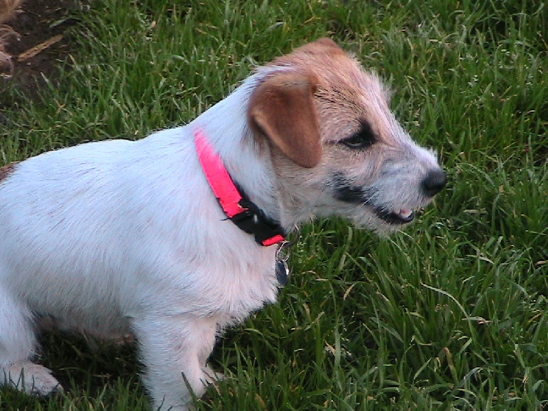 Publication : de la Forêt des p'tits loups