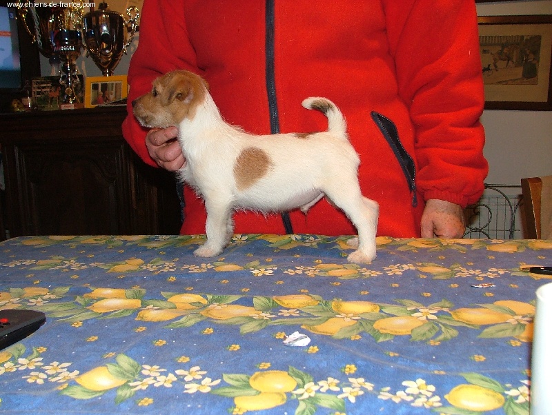 Publication : de la Forêt des p'tits loups