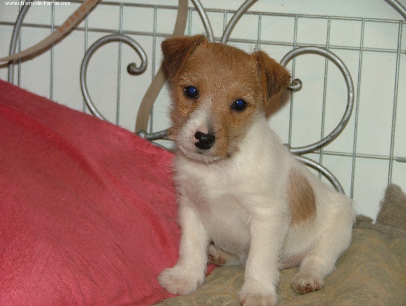 Publication : de la Forêt des p'tits loups