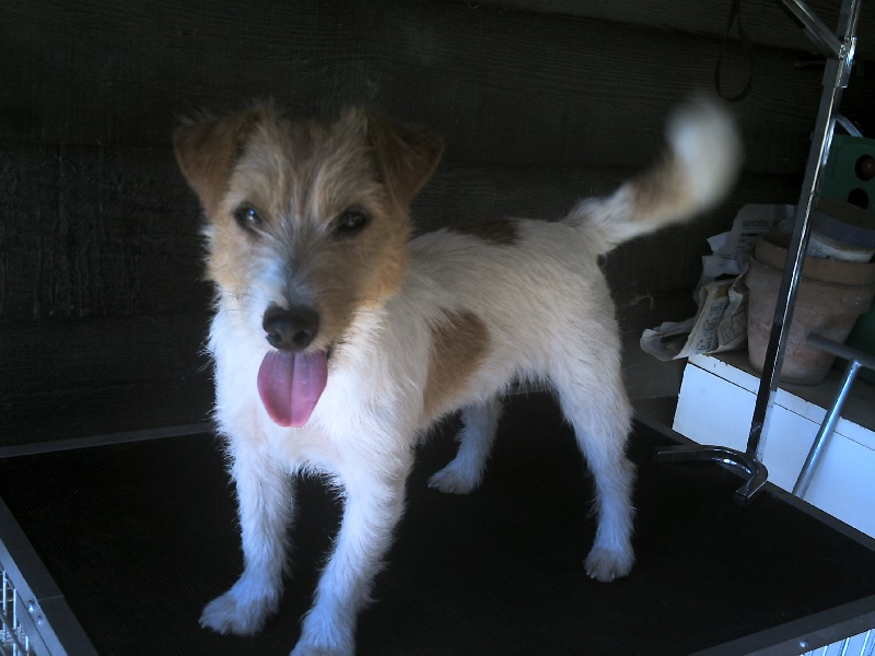 Publication : de la Forêt des p'tits loups