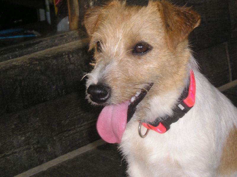 Publication : de la Forêt des p'tits loups