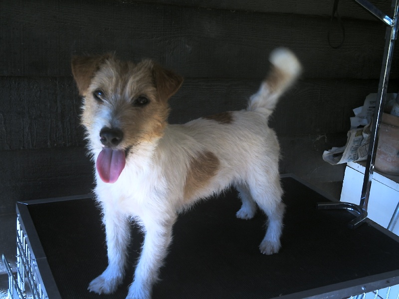 Publication : de la Forêt des p'tits loups