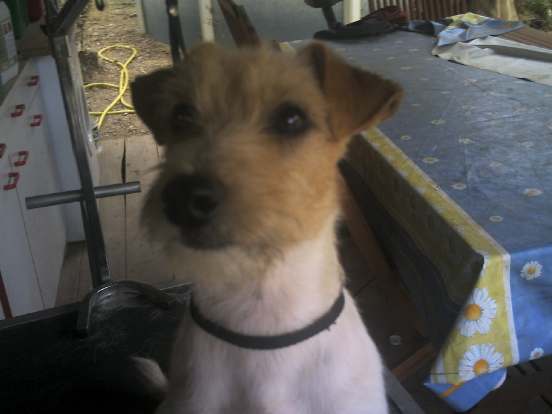 Publication : de la Forêt des p'tits loups