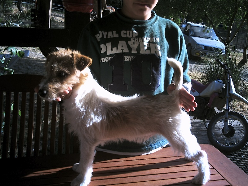 Publication : de la Forêt des p'tits loups