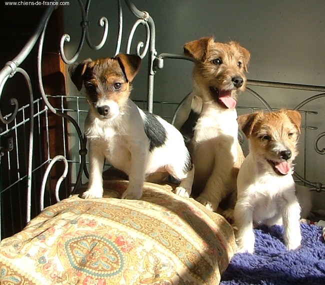 Publication : de la Forêt des p'tits loups