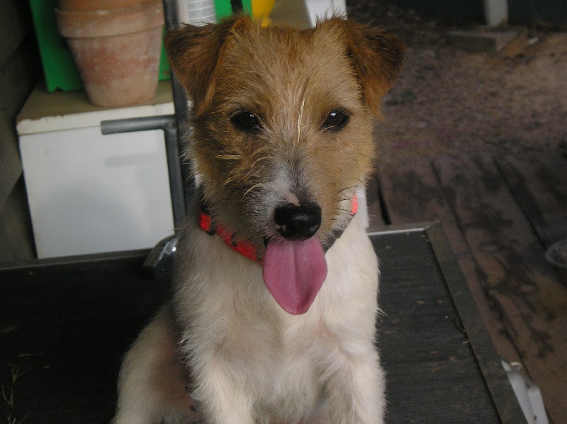 Publication : de la Forêt des p'tits loups