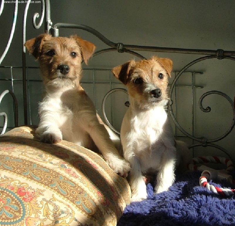 Publication : de la Forêt des p'tits loups