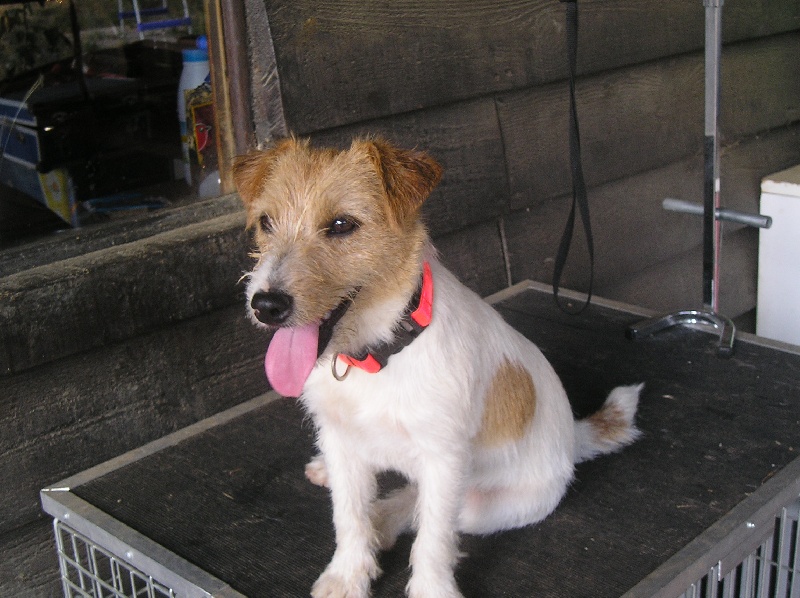 Publication : de la Forêt des p'tits loups