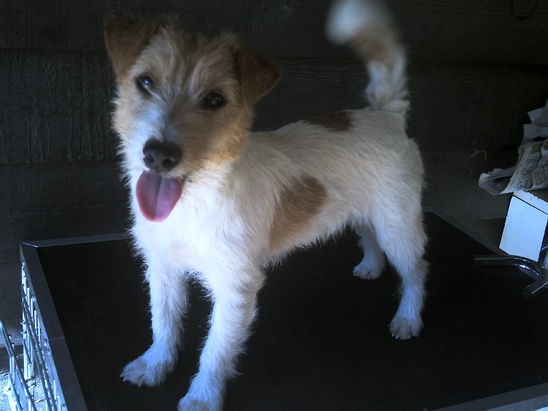 Publication : de la Forêt des p'tits loups