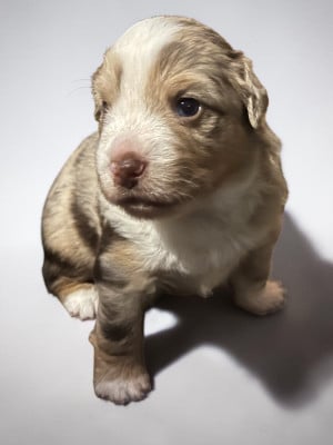 Les chiots de Berger Américain Miniature 
