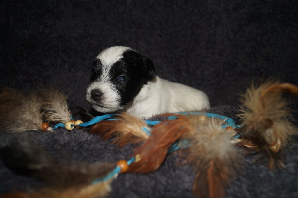 Chiot Parson Russell Terrier, femelle disponible en