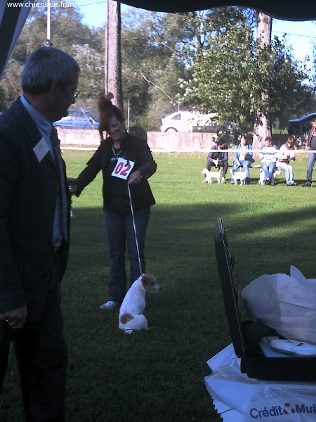 Suzan's Pride Excelsieur - MEILLEUR DEBUTANT JACK RUSSELL