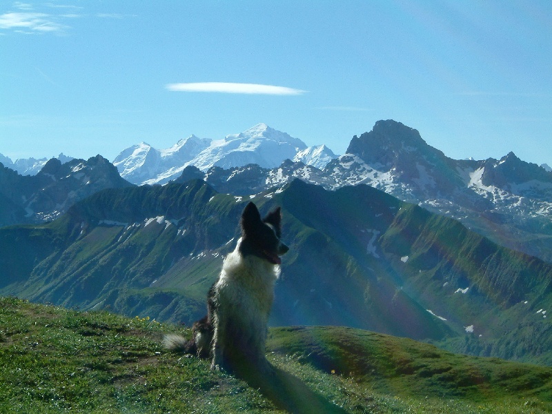 Publication : De l'airial du bosque