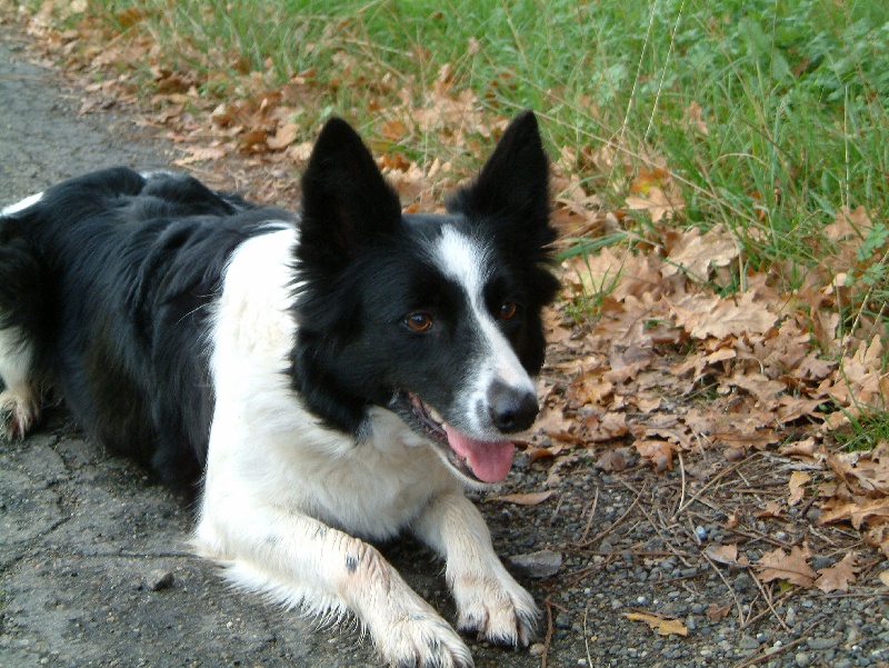 Publication : De l'airial du bosque