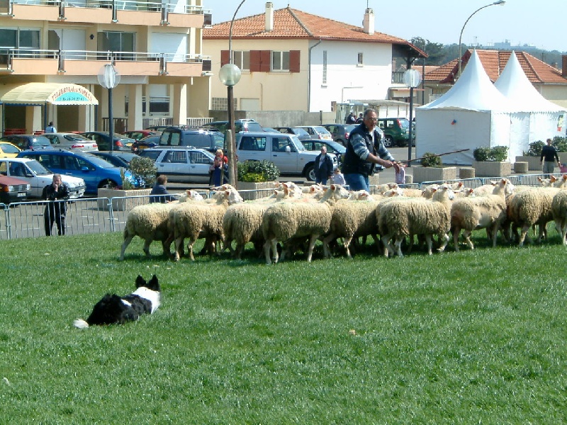 Publication : De l'airial du bosque