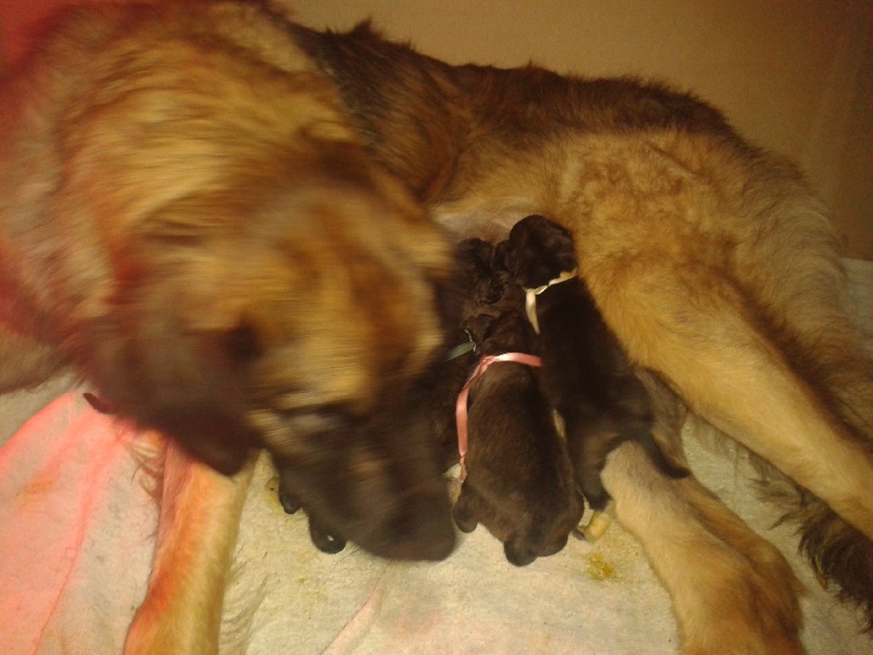 Publication : du Pont des Aulnes