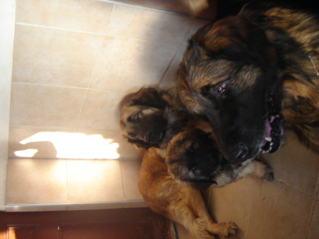 Publication : du Pont des Aulnes