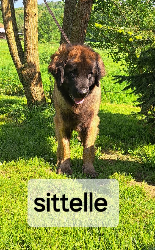 Sittelle du pin aux cinq aiguilles